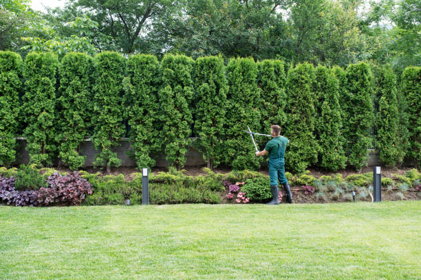 Best Tree Maintenance Programs  in Linden, NJ